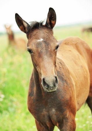 portrait of pretty little   foal in meadowの写真素材
