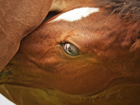 little foal eating mother closeupの写真素材