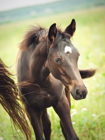 pretty little dark  foal in fieldの写真素材