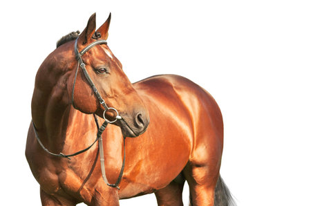 beautiful prizer Trakehner stallion isolated on white