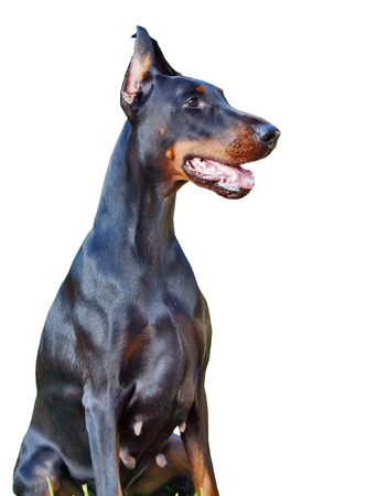 portrait of amazing black Doberman isolated on whiteの写真素材