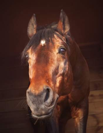 funny portrait of bay horse in loose-boxの写真素材
