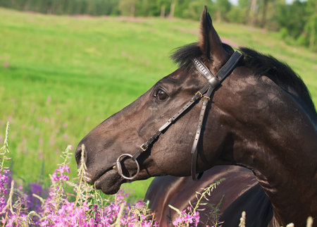beautiful  black stallion in blossom fieldの写真素材