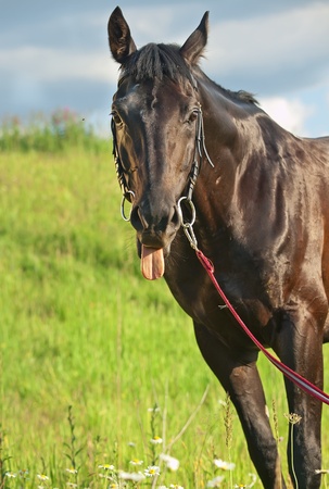funny portrait of cute black stallionの写真素材