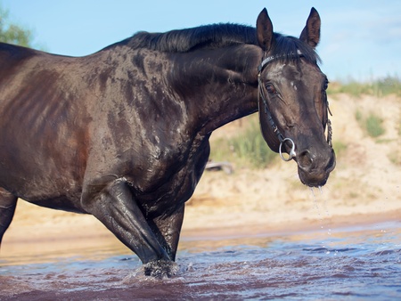 moveing black  horse in riverの写真素材