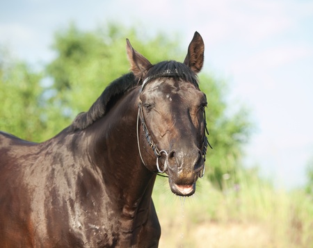 funny portrait of cute black stallionの写真素材
