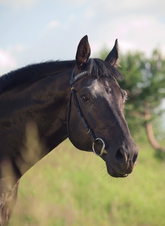 portrait of beautiful black horse art tonedの写真素材