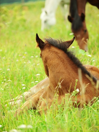 laeing pretty little  foal in fieldの写真素材