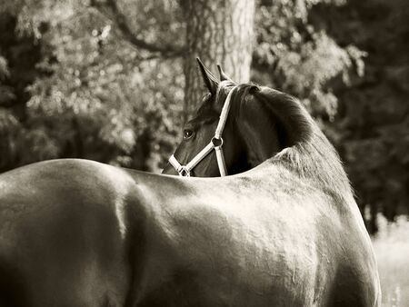 beautiful around black stallionの写真素材