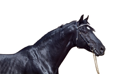 portrait of beautiful black horse isolated on whiteの写真素材