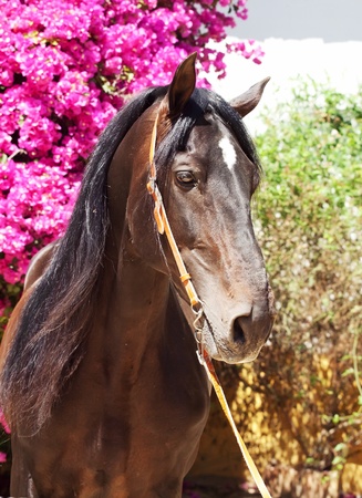 portrait of amazing Andalusian bay stallion sunny dayの写真素材