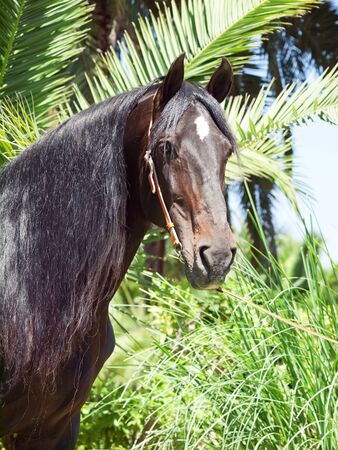 portrait of Andalusian bay stallion sunny dayの写真素材