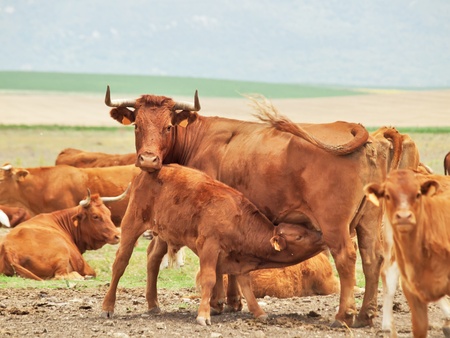 eating little red calve  his mother  Andalucia, Spainの写真素材