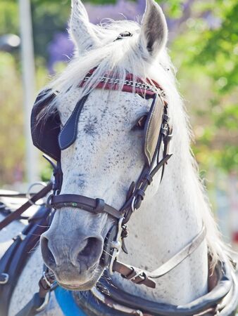 portrait of nice carriage white horse in  movement, Spainの写真素材
