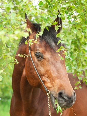 portrait of wonderful Trakehner stallion cloudy dayの写真素材