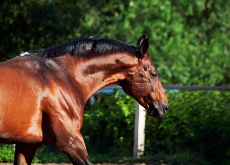 portrait beautiful breed horse in movement, sunny eveningの写真素材