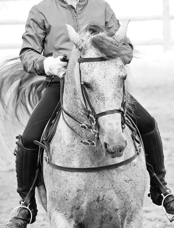 portrait of Andalisian grey dressage horseの写真素材