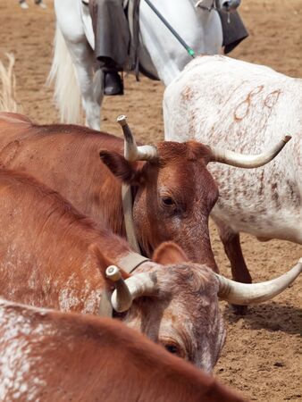 herd of spanish red cow closeup. Spain, Andalusiaの写真素材