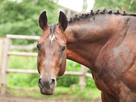  portrait of beautiful sportive horse in paddock on the restの写真素材