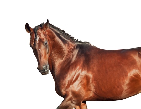 portrait of galloping sportive breed  horse in open manege. sunny morningの写真素材