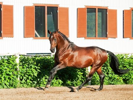 galloping bay sportive breed  horse in open manegeの写真素材