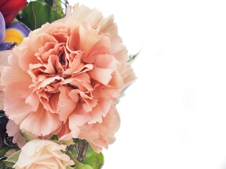  Carnation isolated on white backgroundの写真素材