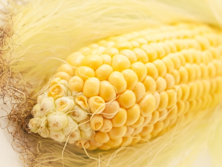 An ear of corn macroの写真素材