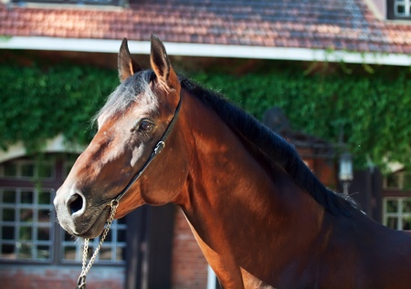 portrait of beautiful  breed stallion   sunny eveningの写真素材