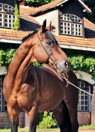 beautiful  breed stallion front stable. sunny eveningの写真素材