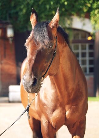portrait of cute breed stallion front stableの写真素材