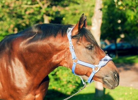 portrait of wonderful breed Trakehner stallionの写真素材