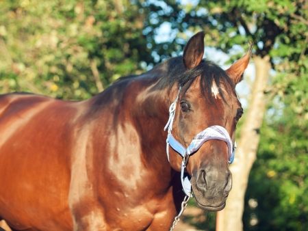 portrait of beautiful horse in blue halter . sunny eveningの写真素材