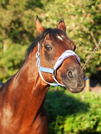 funny portrait of wonderful breed sportive stallionの写真素材