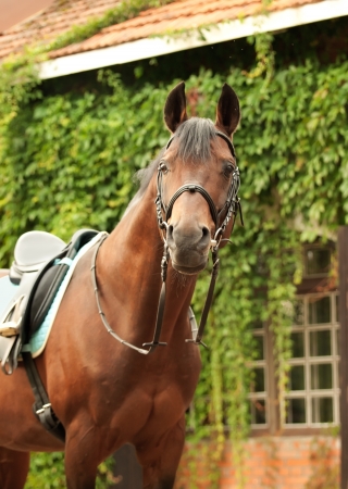 wonderful breed dressage bay stallion front stableの写真素材