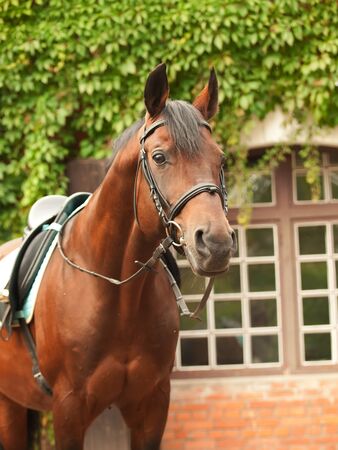 wonderful breed dressage bay stallion front stableの写真素材