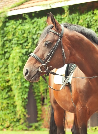 beautiful breed dressage bay stallion posing front stableの写真素材