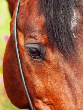 beatiful eye of the bay horse closeup  cloudy dayの写真素材