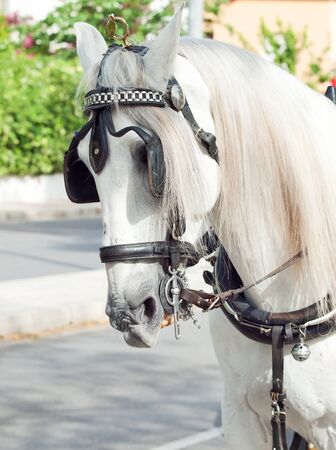 carriage white horse in Jeres portrait,  Spainの写真素材
