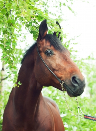 Beautiful Trakehner stallion in birch forest cloudy dayの写真素材
