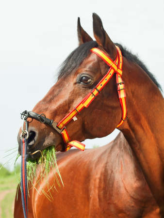 amazing breed stallion in spainish halter sunny dayの写真素材