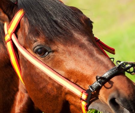 portrait of wonderful Trakehner stallion  sunny dayの写真素材