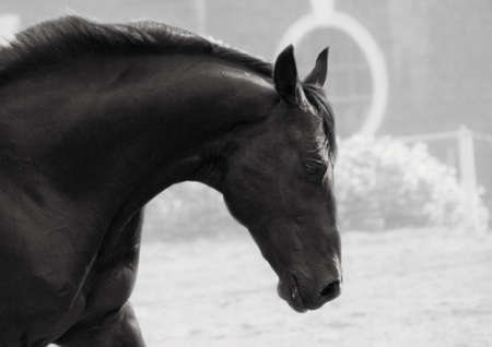 portrait of freedom breed stallion in B&Wの写真素材