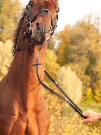portrait of rearing  amazing breed  stallion の写真素材