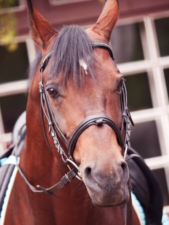 portrait of german sportive horse closeup. cloudy dayの写真素材