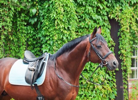 german dressage  horse closeup. cloudy dayの写真素材