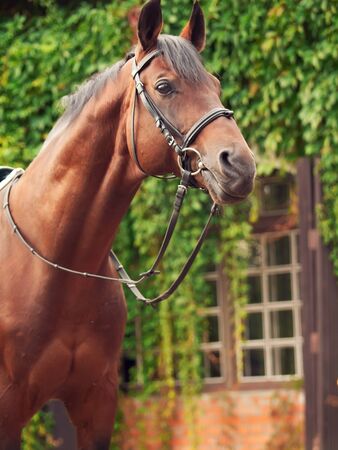 beautiful breed dressage bay stallion posing front stableの写真素材