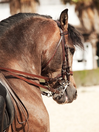 portrait of nice dressage  spanish horse. Andalusia, Spainの写真素材