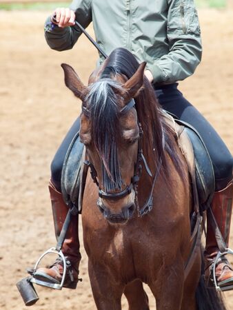 portrait of spanish horse Andalusia, Spainの写真素材