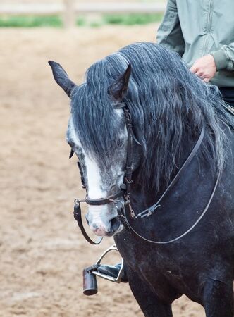 portrait of spanish grey horse . Andalusia, Spainの写真素材