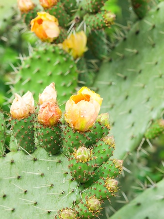 Prickly pear plant (cfctus) in blossomの写真素材